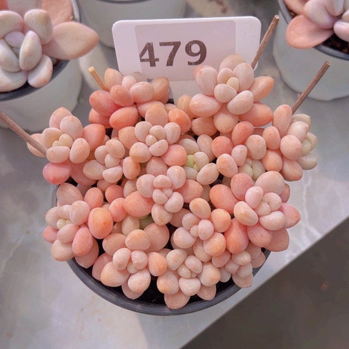 健健康康平平安安