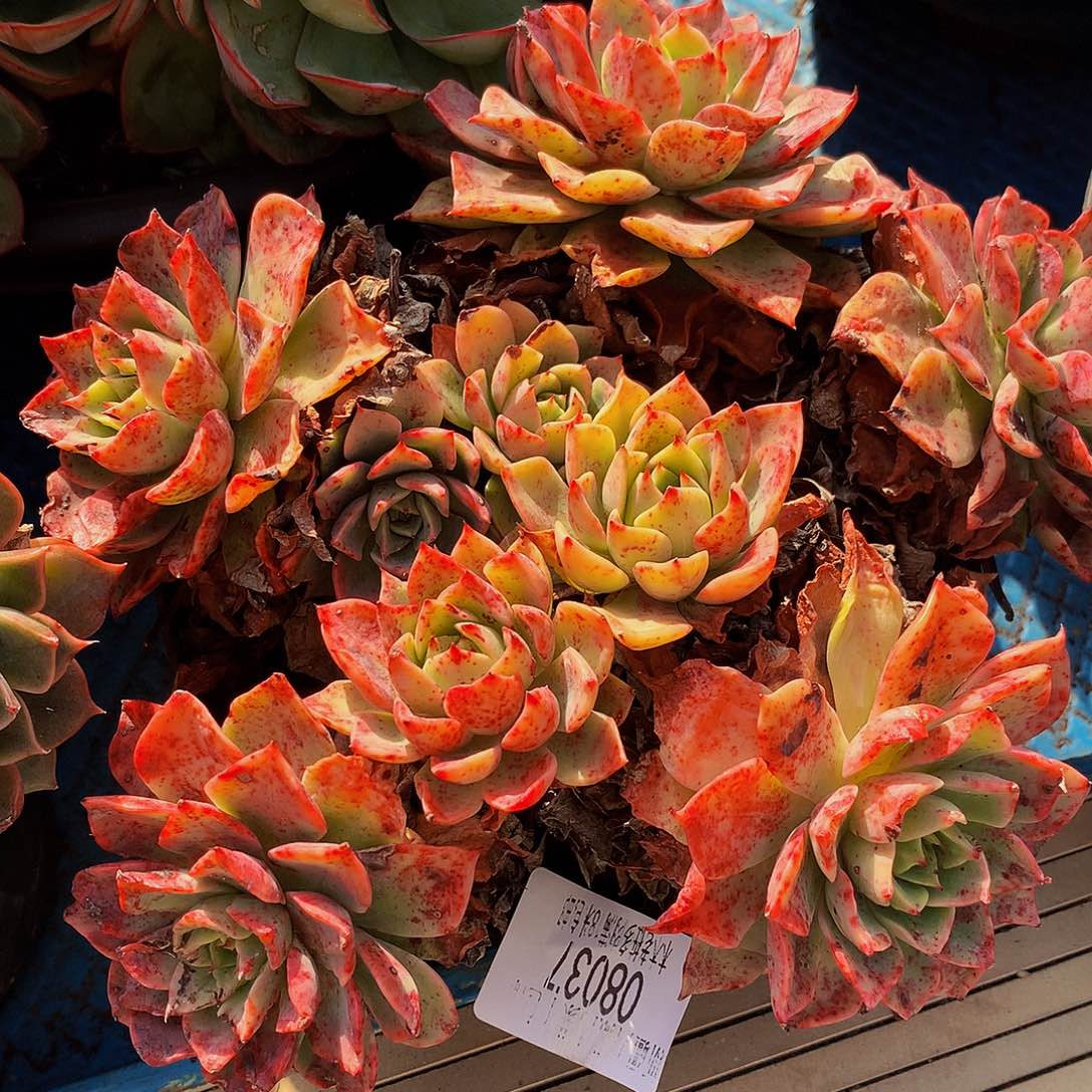 雪***絨贝拉多娜08037多肉多肉