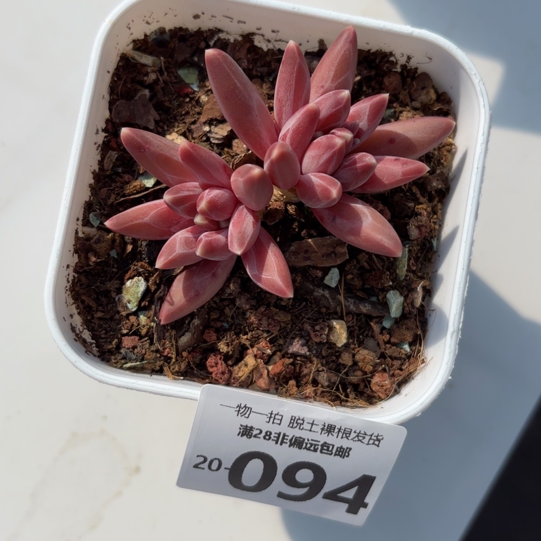 伊卡鲁斯多肉多肉