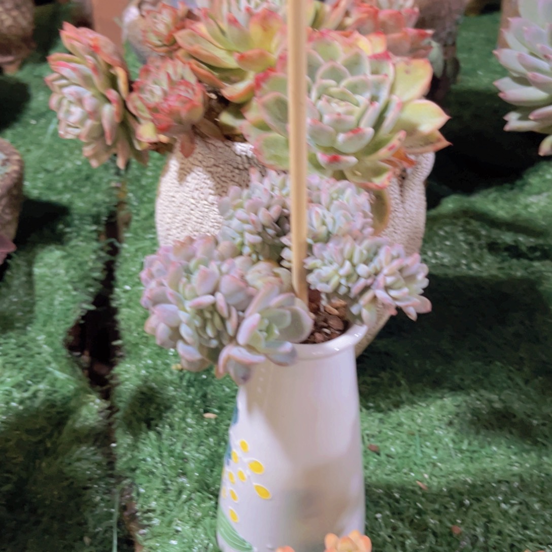 梦之雪缀多肉植物0117