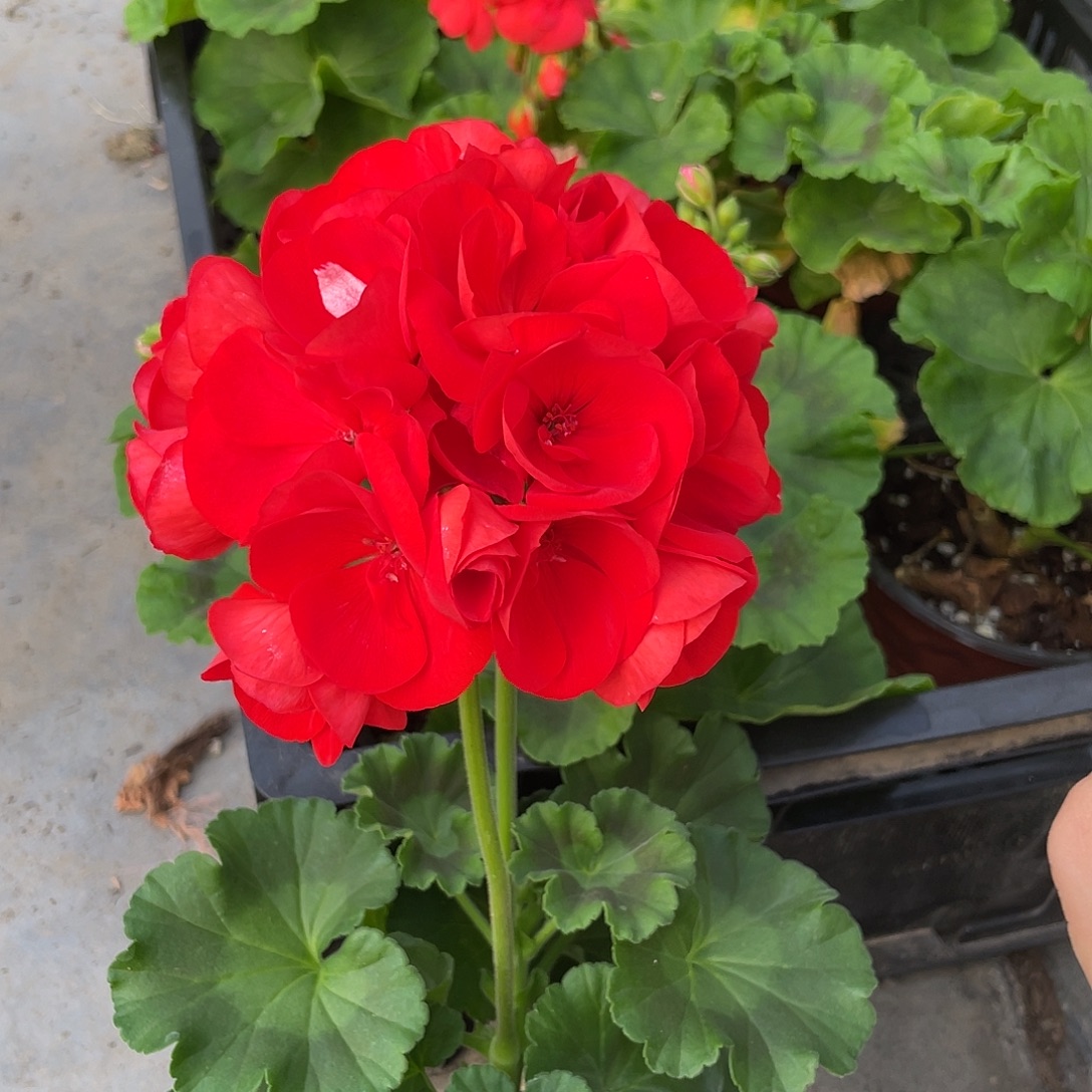 完全开放国旗红三个分支