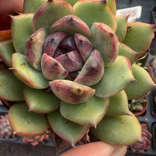 375水晶玫瑰杂多肉植物多