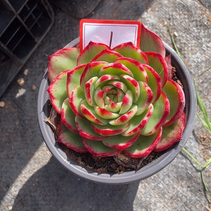 ୧****1//////////////////