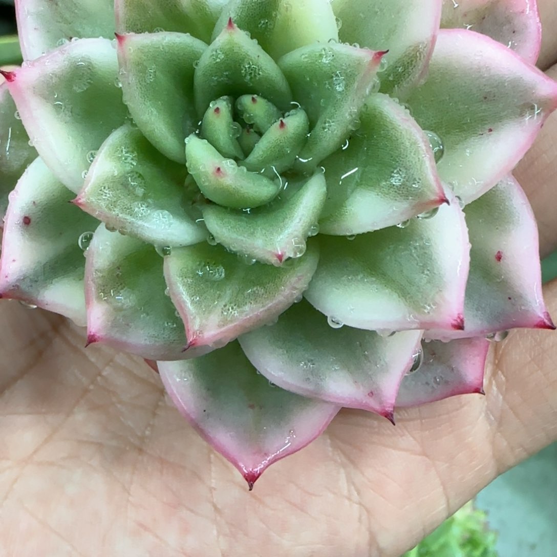 东云锦，多肉植物