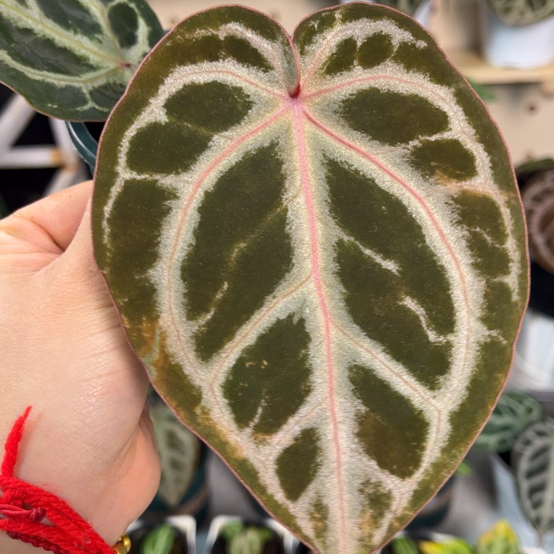 无花朵025 粉柠檬杂NSE1.0