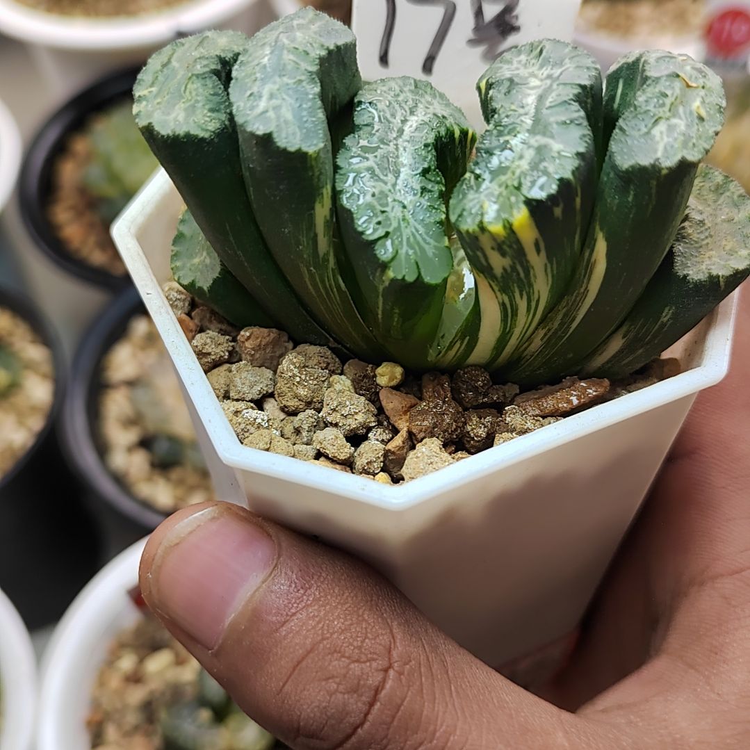 17号北斋锦 7厘米左右一物一拍带盆