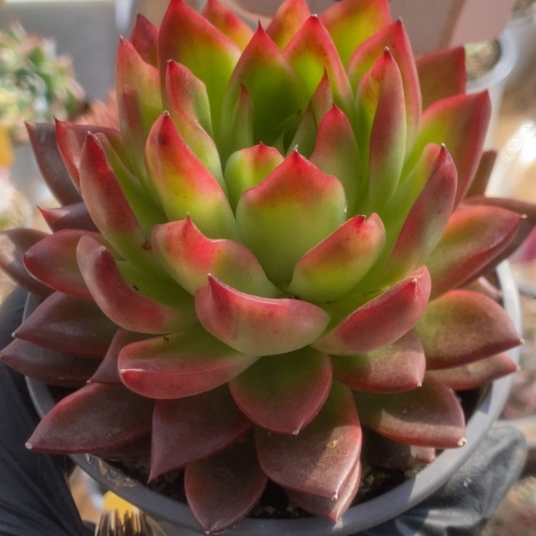 524东云杂锦锦锦锦锦锦