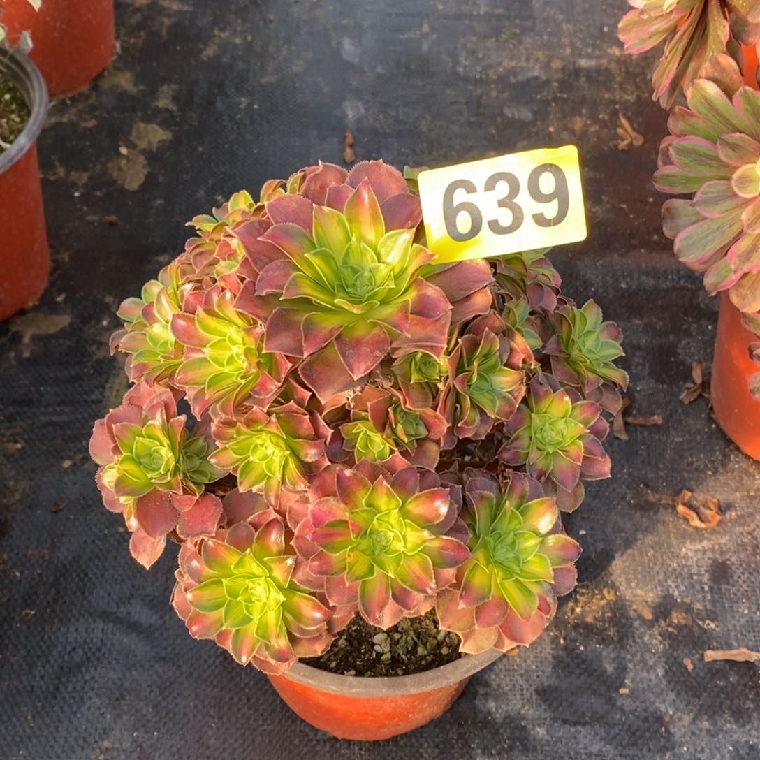 韶华多肉法师639