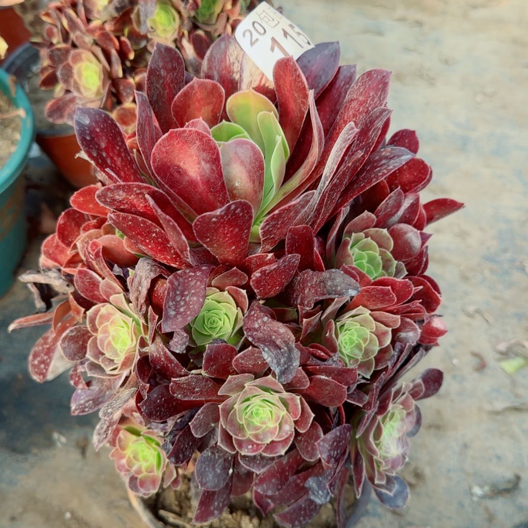 梅花博迪多肉115满20包邮断枝不包