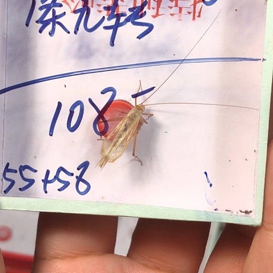 老***记蟋蟀3333333333333333