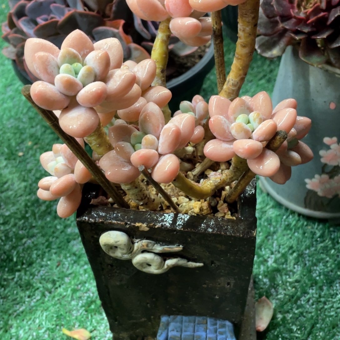 粉落神一物一拍28包邮非偏远