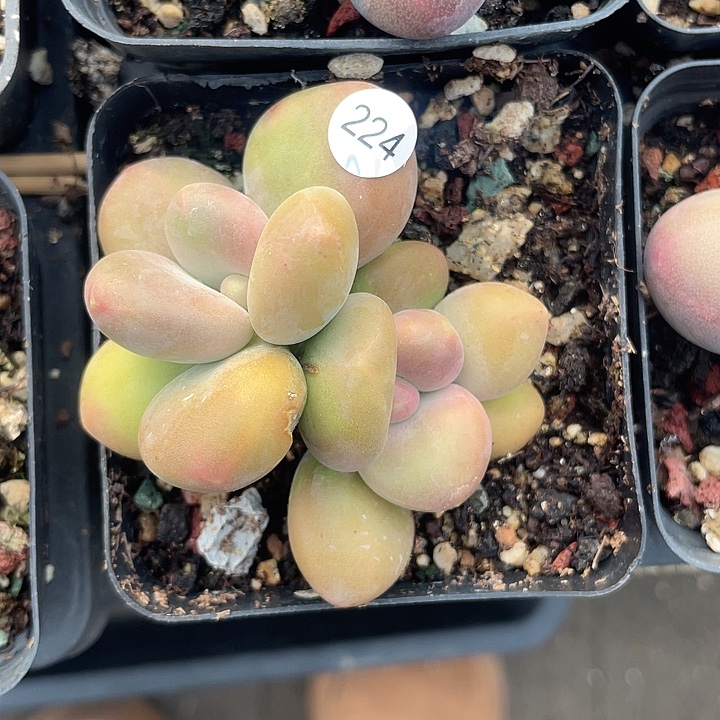 芒果奶 脱土发货 7口盆