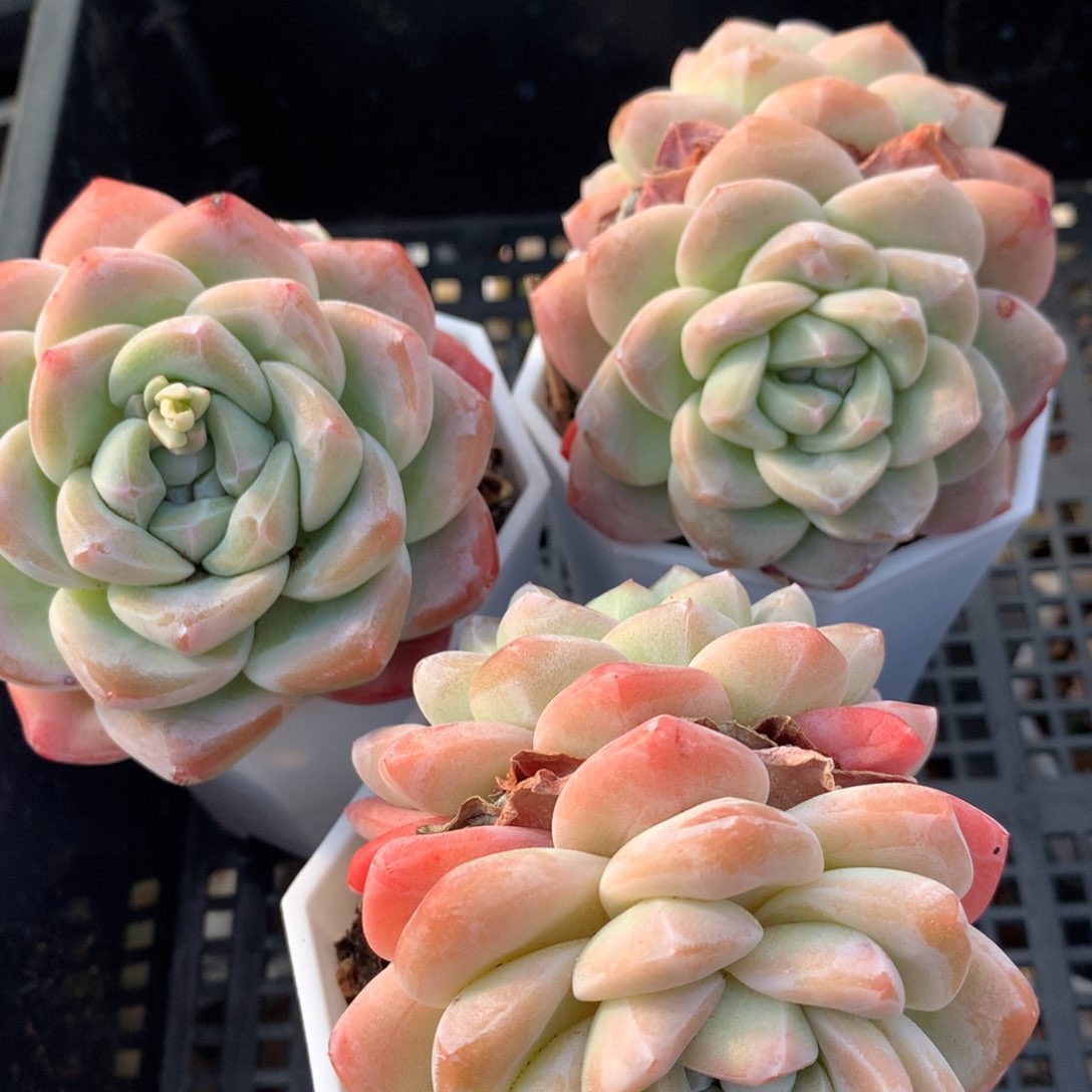 0214-51 精控双头老桩冰玉三颗