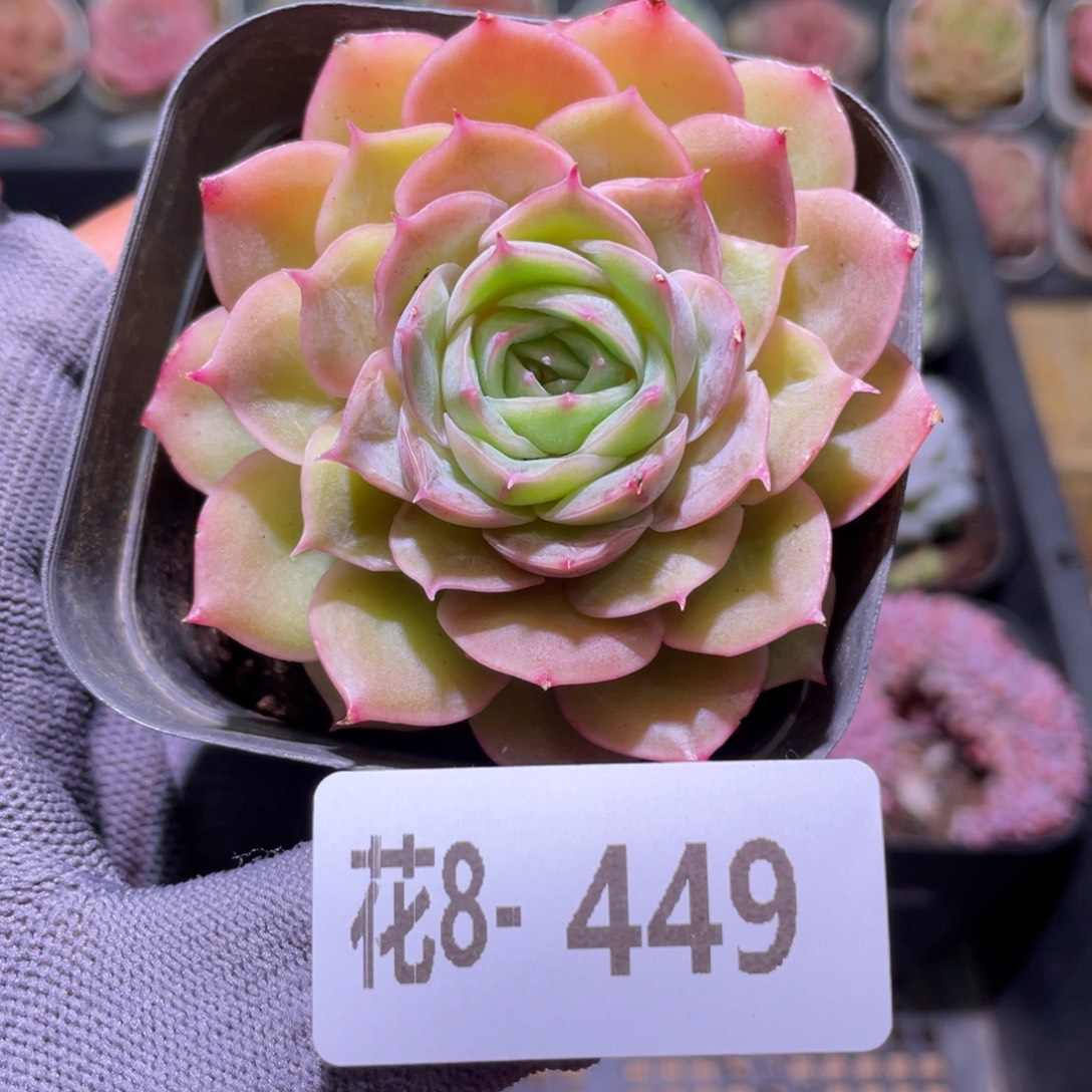 花利美8-449昂斯诺