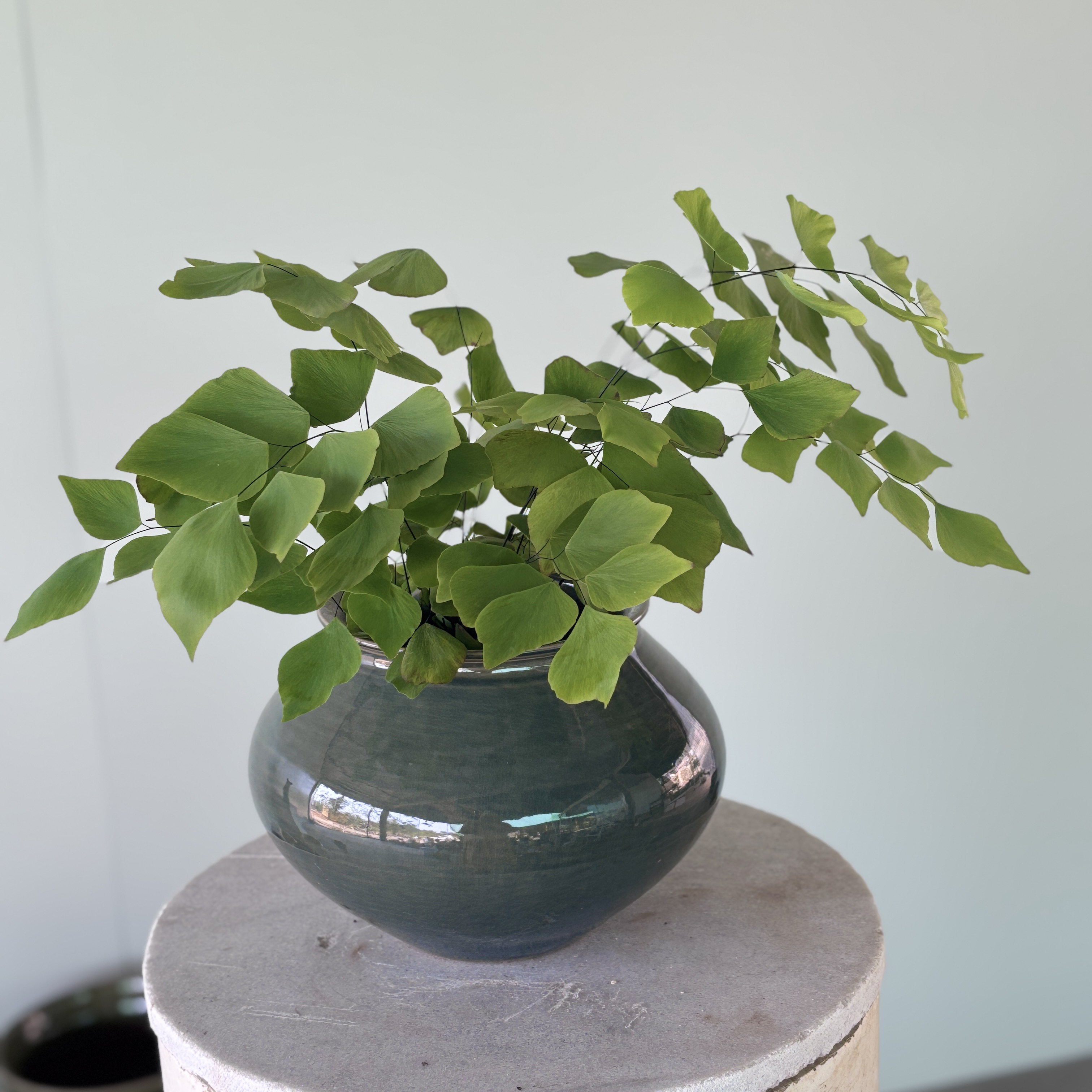 美好花园室内耐荫观叶植物Ins稀有小众成株银币铁线蕨