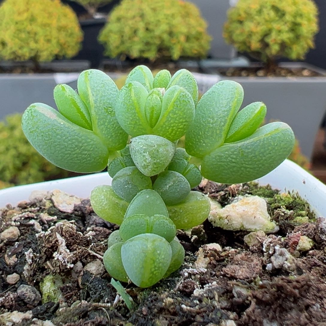 dy5530小可爱元宝冠幅3cm