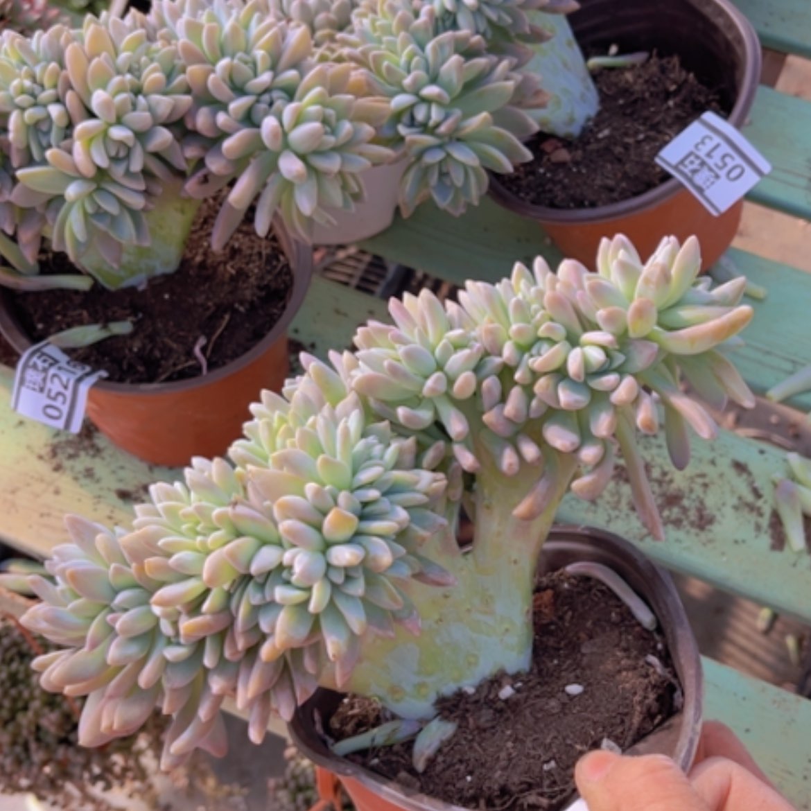 【闪购商品】淡雪缀05218