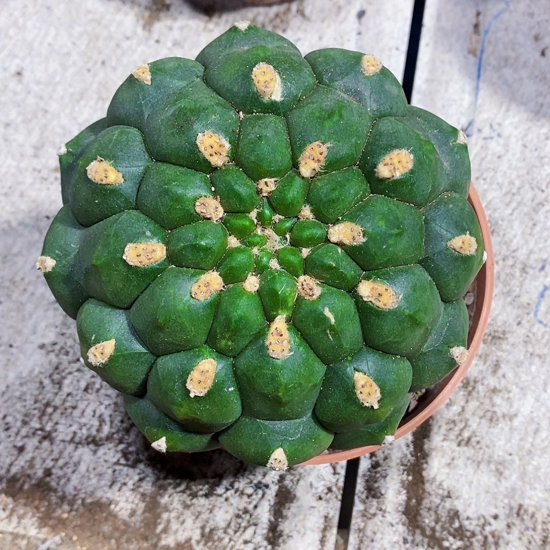 新天地1111111111111个