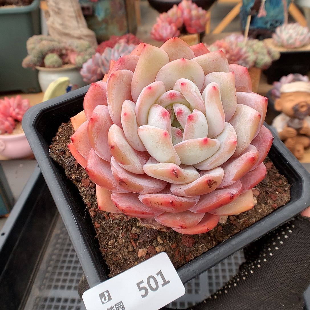 501梦露多肉植物666