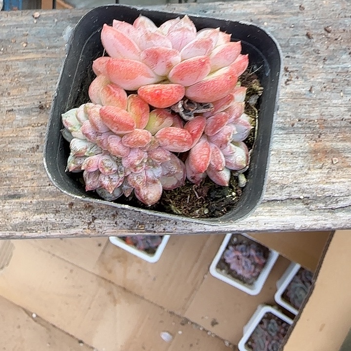 一***墩青蛙王子儿童牙膏套装11