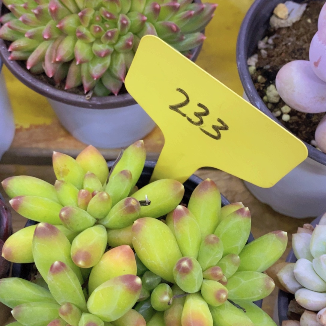 开心多肉，积木gay不做对比