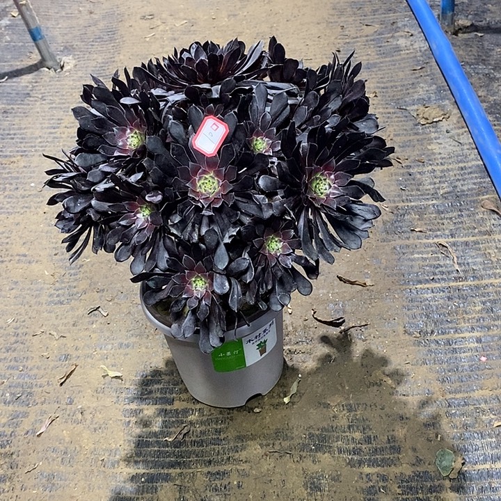 10，黑铜壶1456789一9999