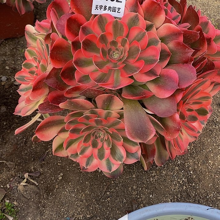 多肉香妃402多肉