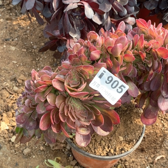 905抹茶缀多肉植物