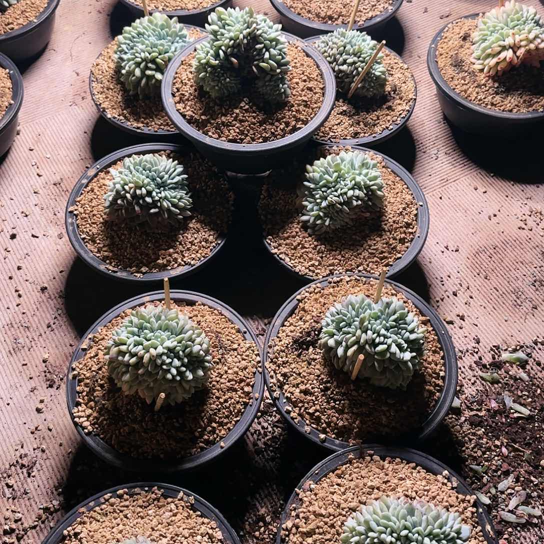 噉噉，星影缀22颗1056         肉