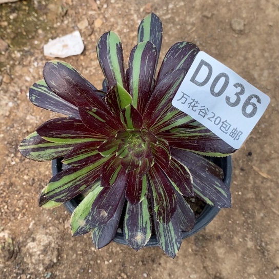 036水墨丹青多肉植物