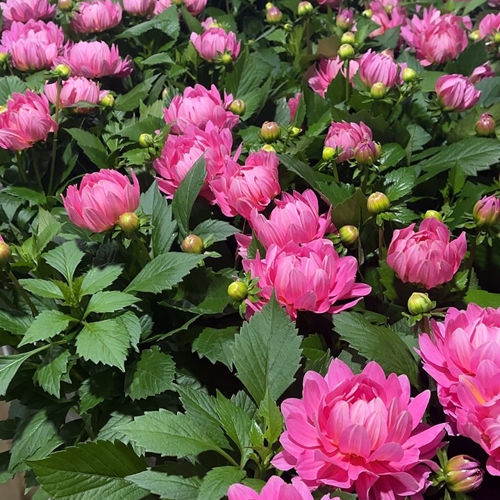 全部花苞藕荷色小丽花