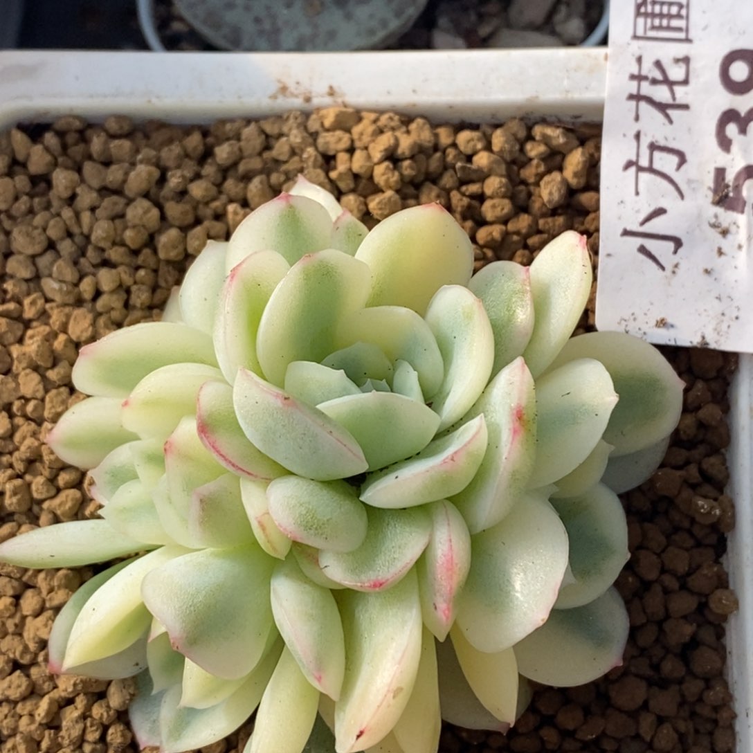 539草莓冰锦底座群生