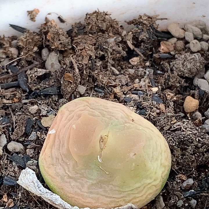 桃喜花园0207-20拉登福利