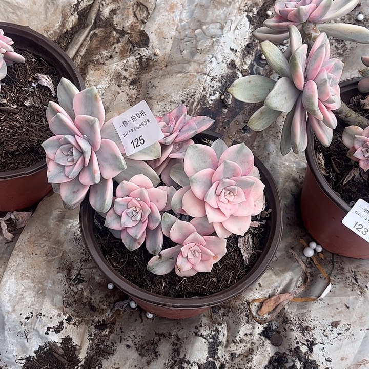 芯***熙紫乐锦粉锦，一物一拍