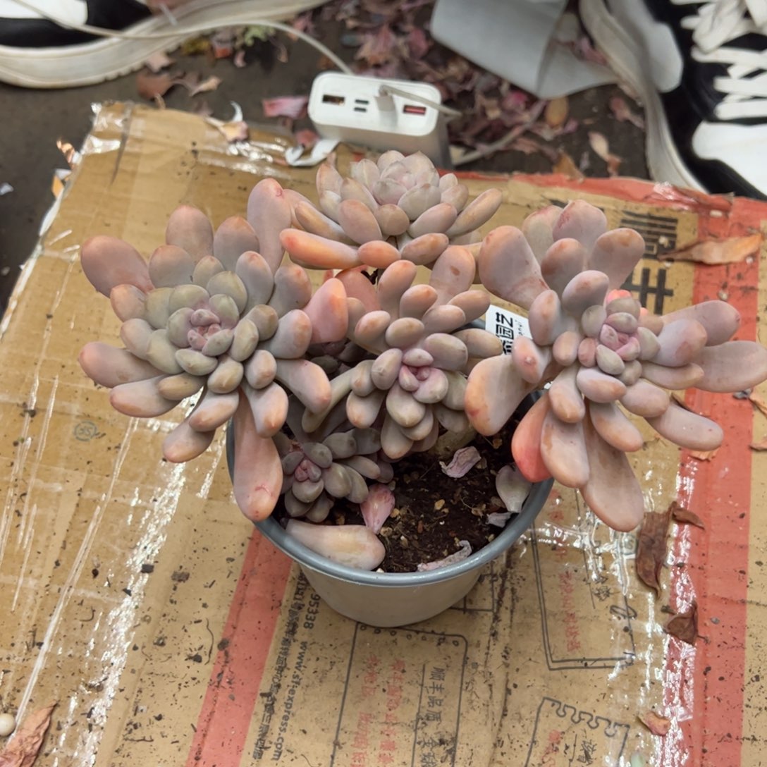 多肉一物一拍2047