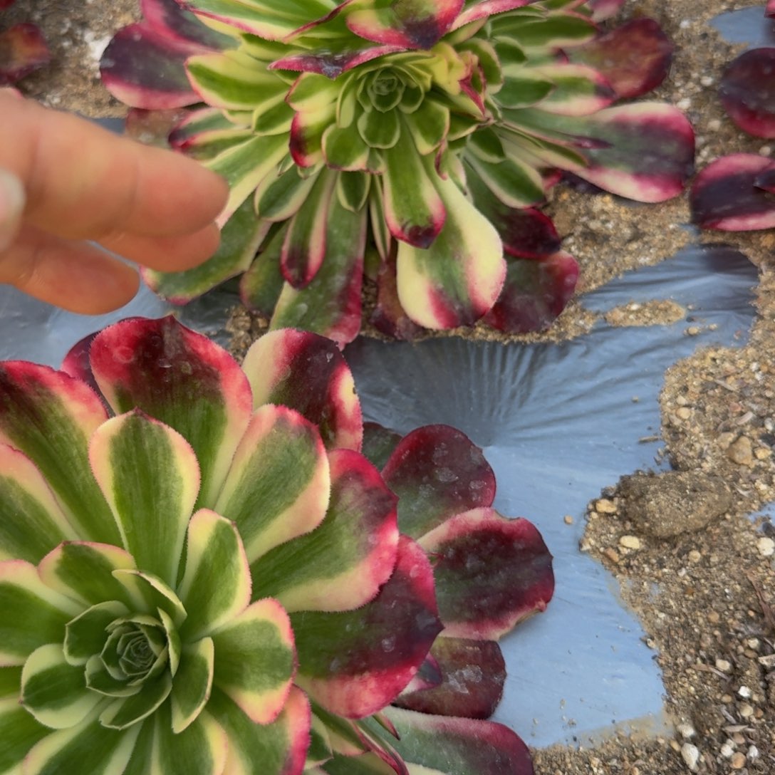 唐***少040海棠到秋。多肉植物