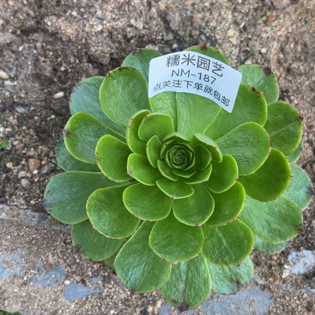 万拉丝绿魔多肉植物187