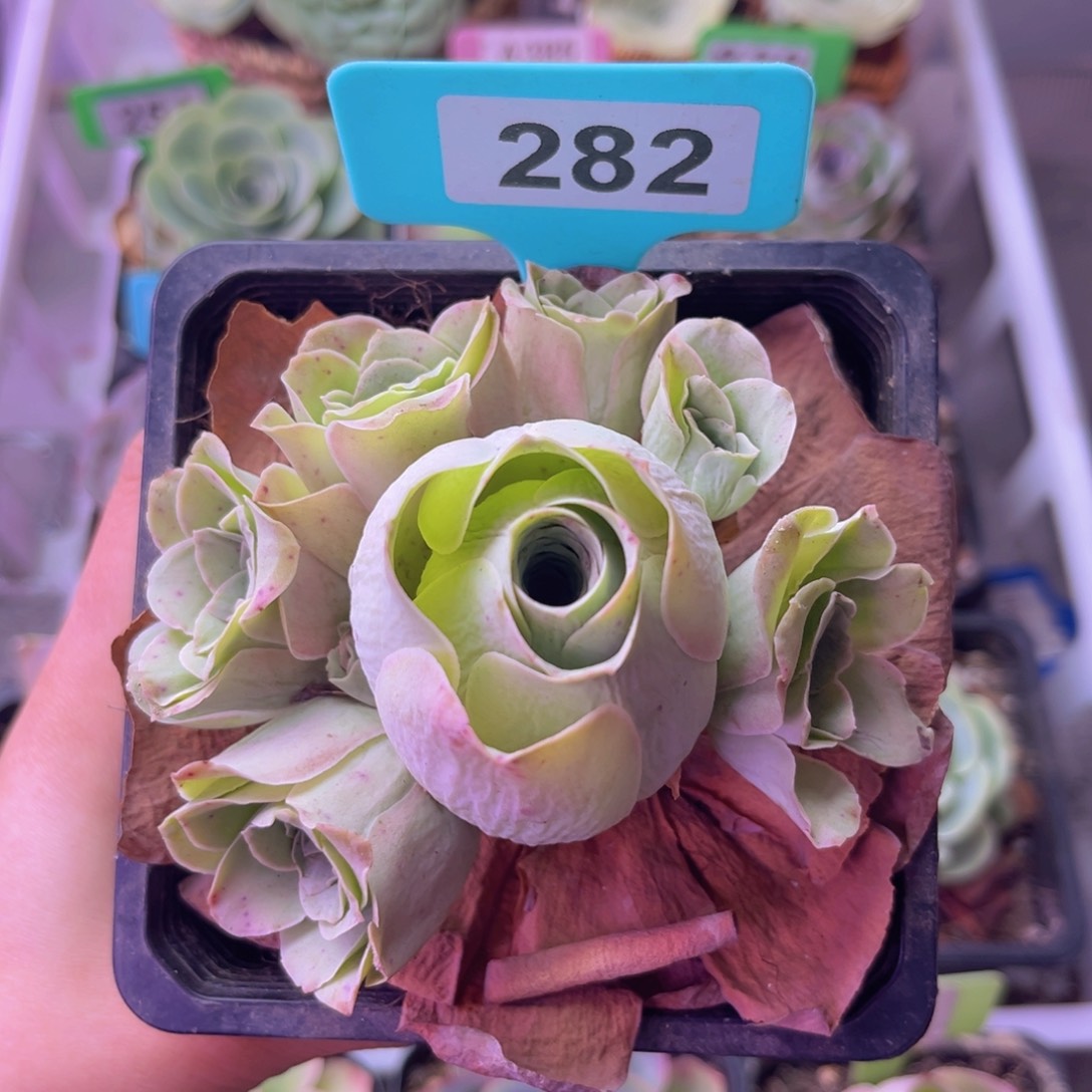 清秋玫瑰群一物一拍282 裸根发