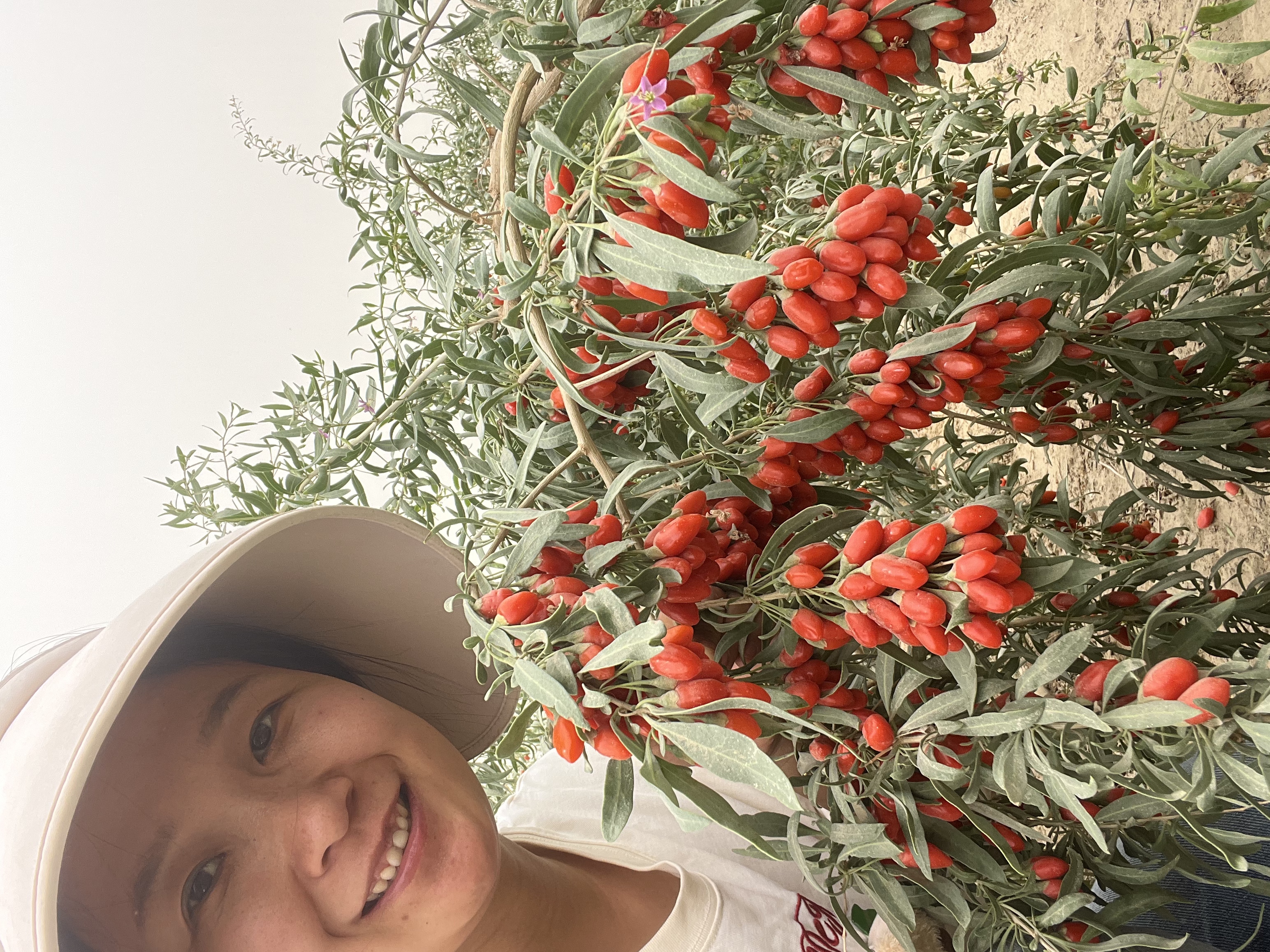 2025年头茬新疆和田沙漠红枸杞无熏染原色自然色产地直发