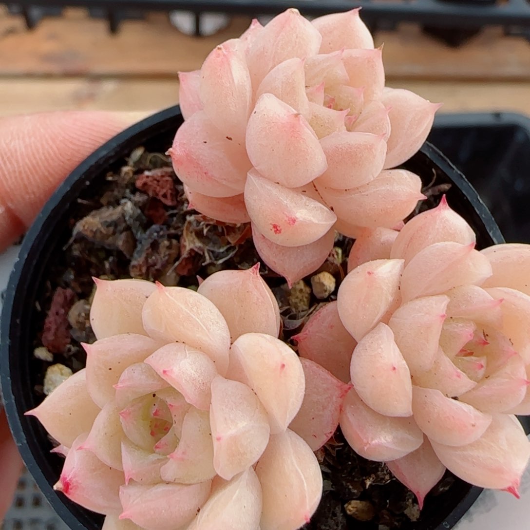 花语逸镜0326-437散