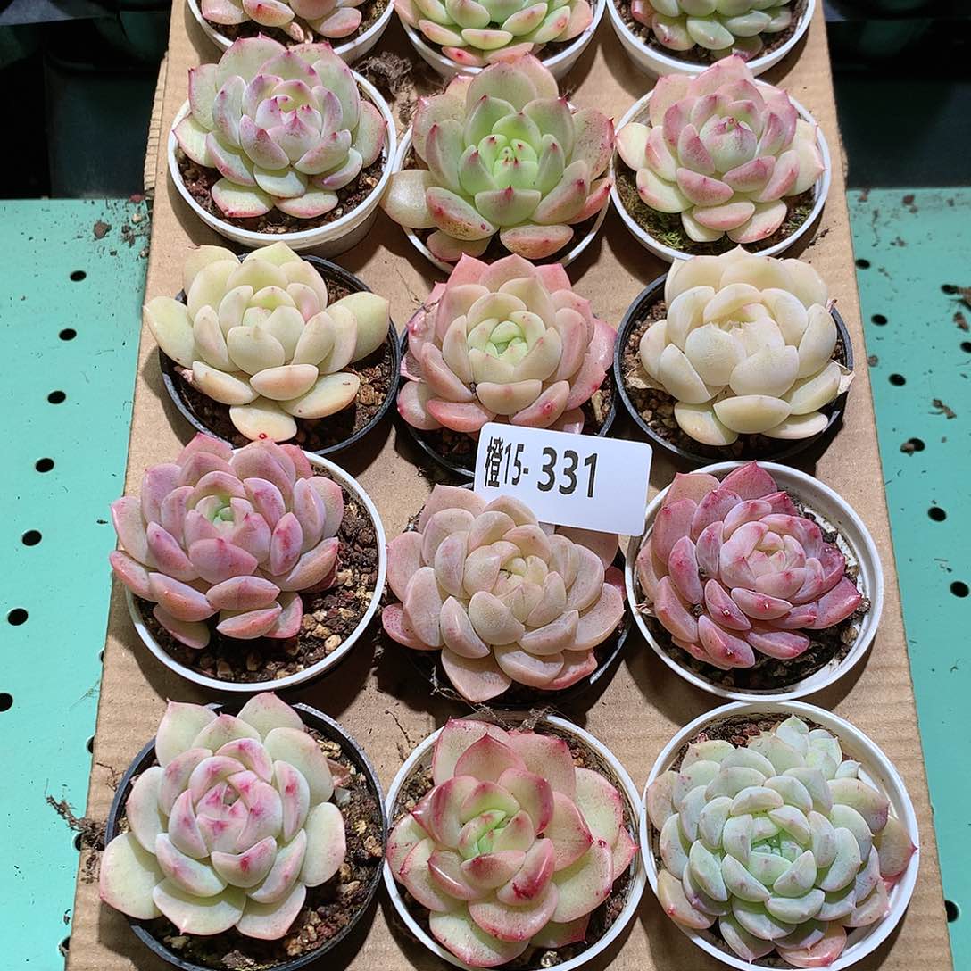 15-331一物一拍带盆18颗