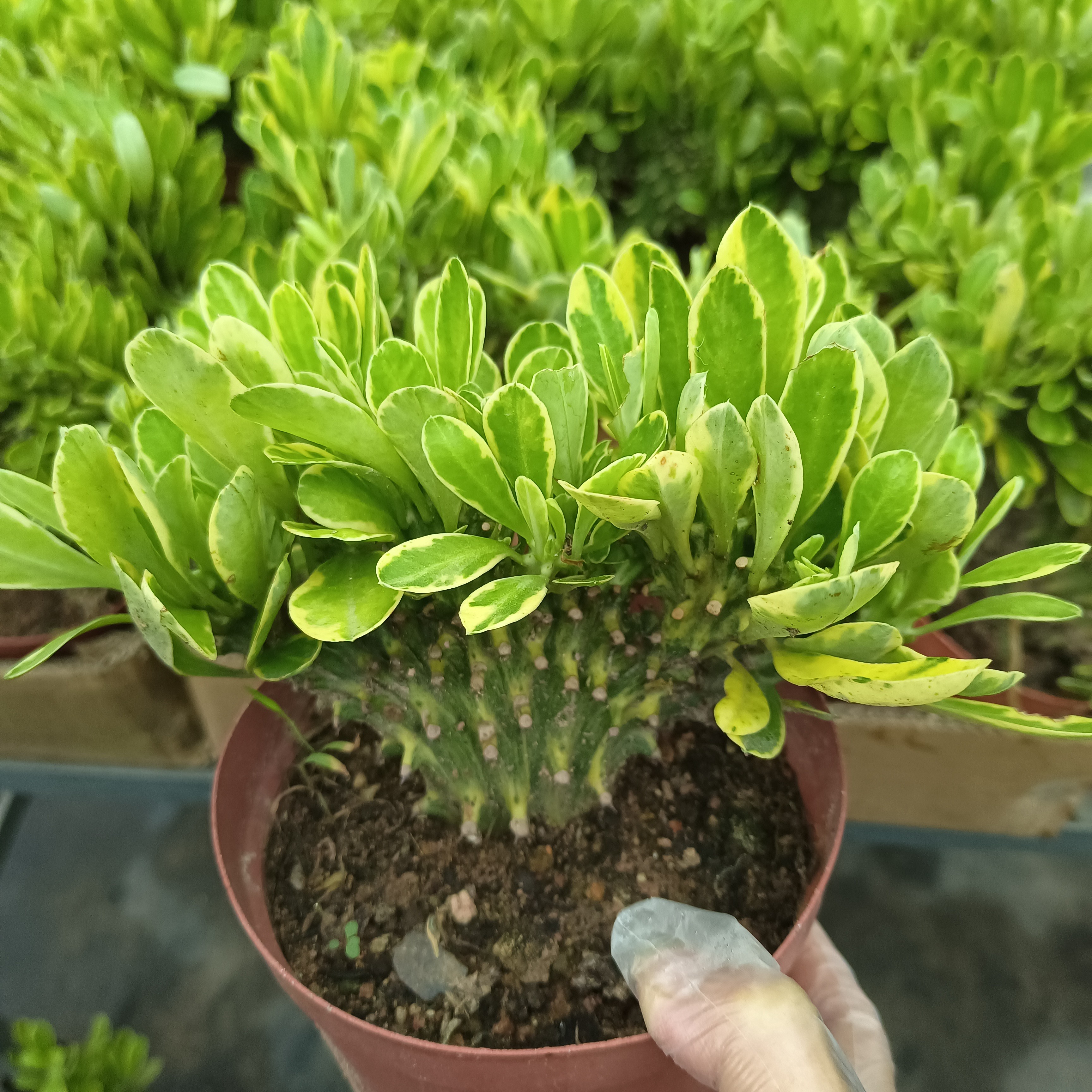 绿植花卉 麒麟掌锦