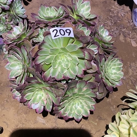 多肉植物法师209莲花