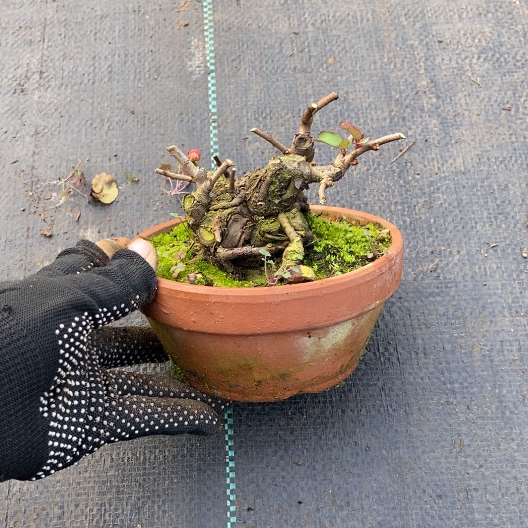 亚***享无花朵盆景盆景68