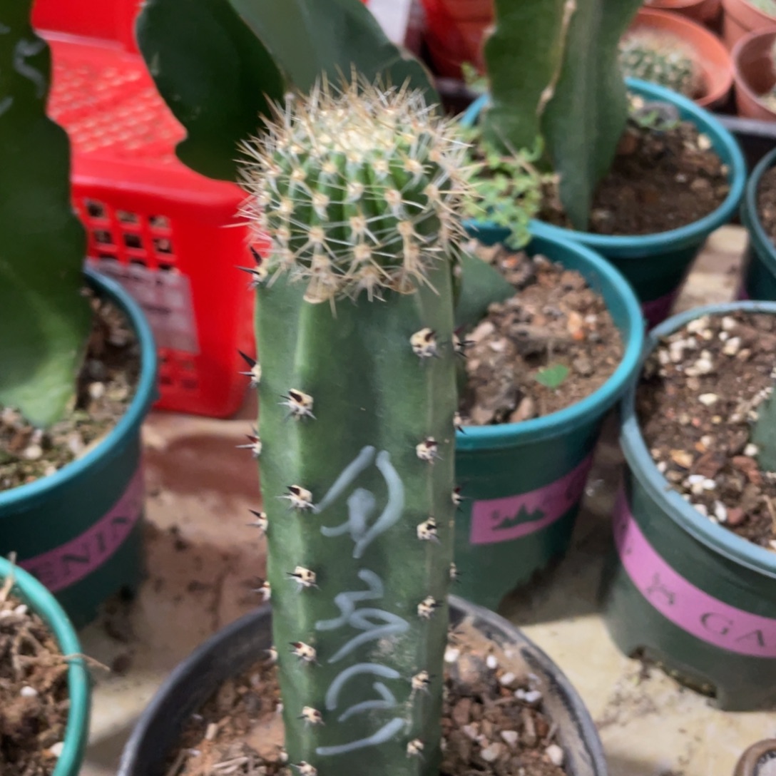 新品彩草凤羽39母本袖铺