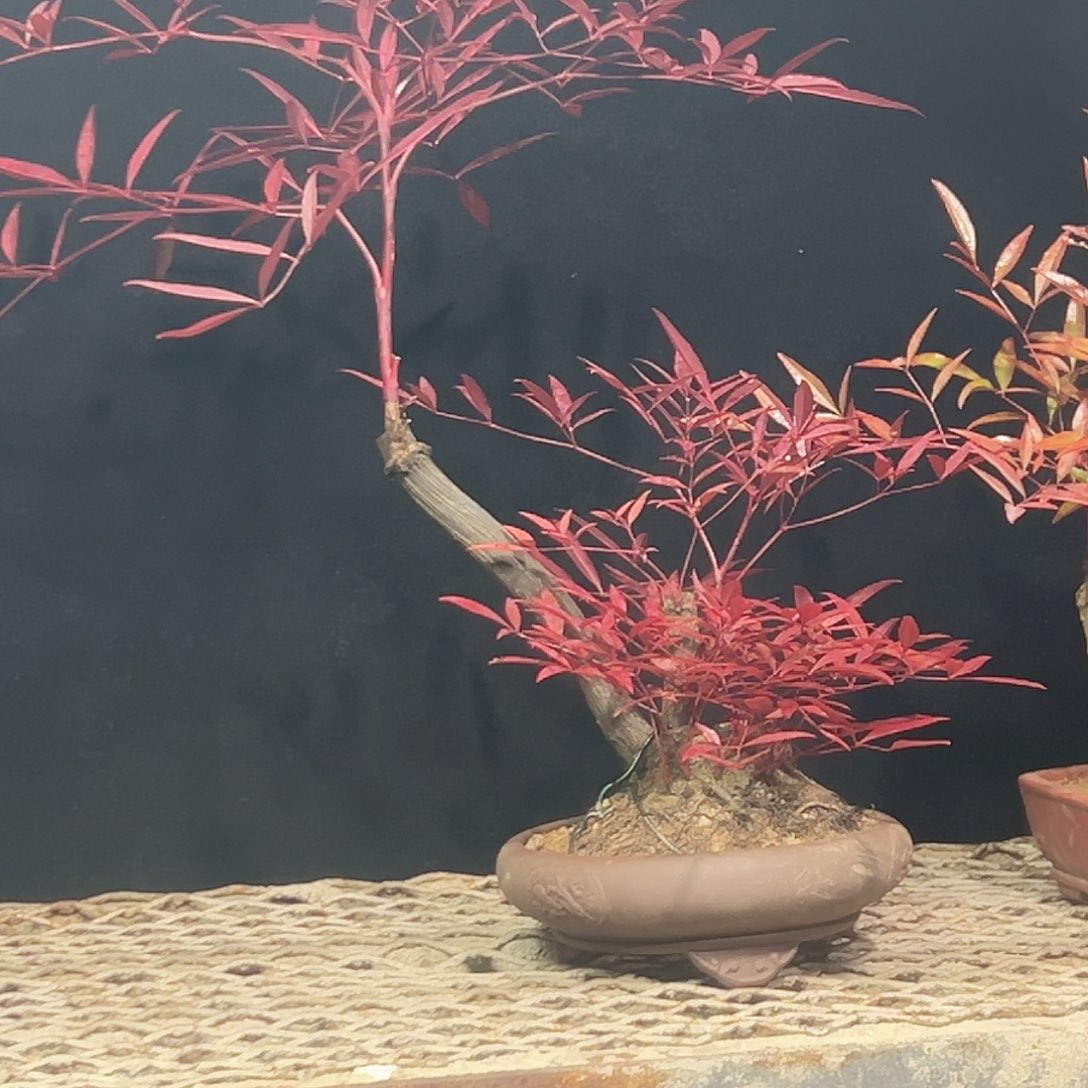 不开花植物00000007