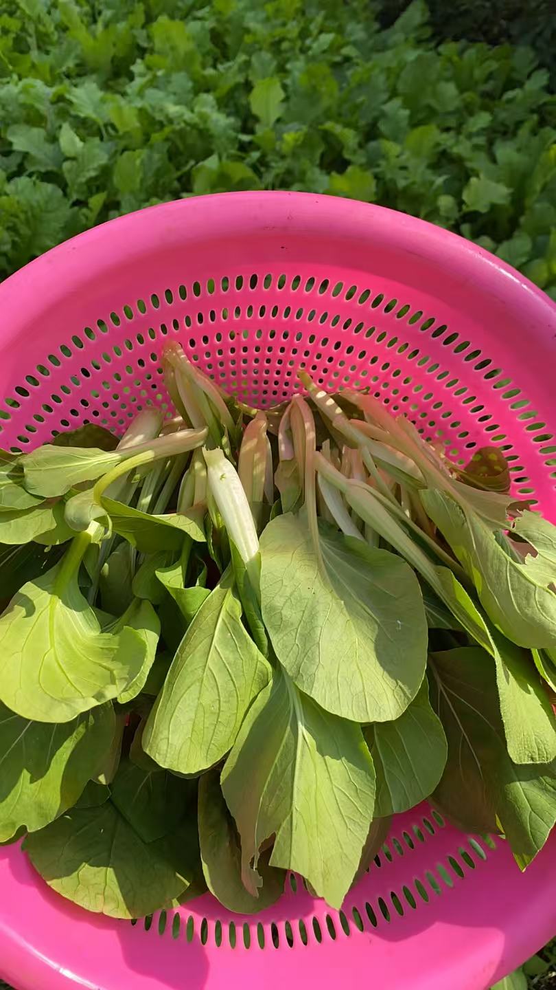 湖北天门农家露天小白菜新鲜蔬菜现采现发