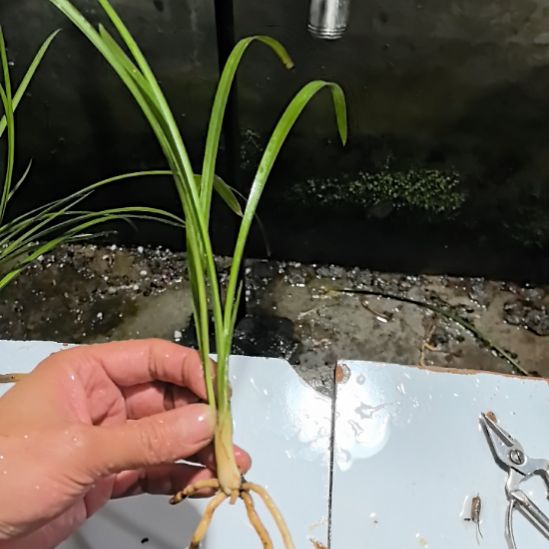 完全开放永昌蝶龙头苗