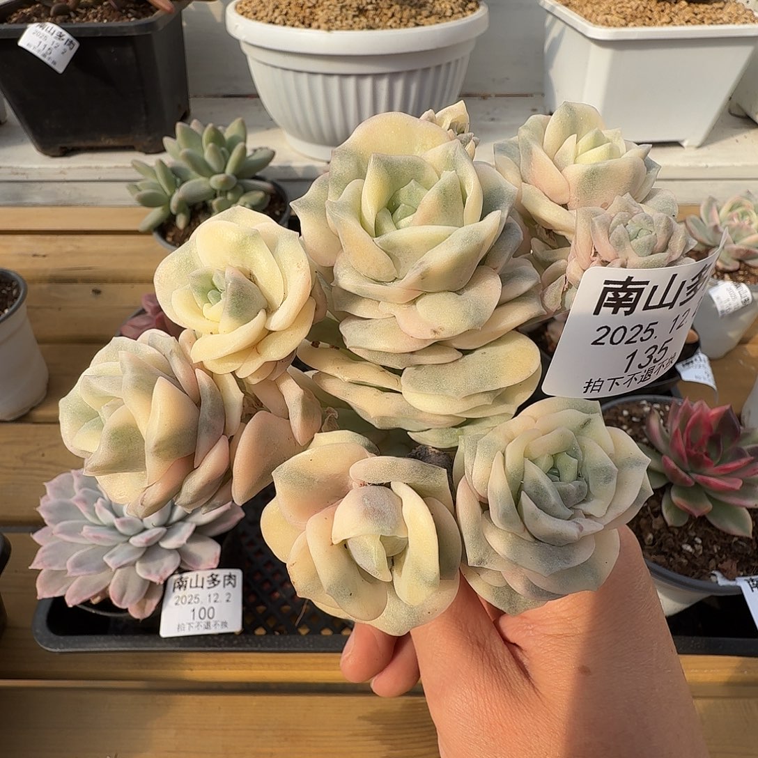 八头可爱玫瑰锦11122-135