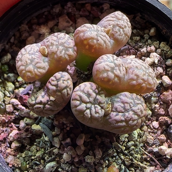紫****哈哈哈哈哈哈哈403